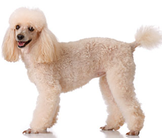 Poodle